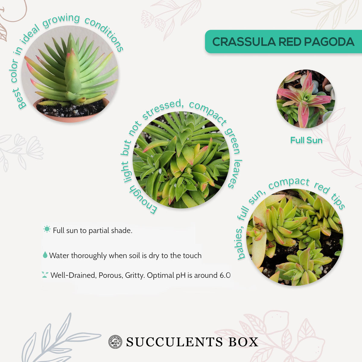 How to care for Crassula Red Pagoda Shark Tooth Succulent, How to make your succulent purple, How to change succulent color, How to make Crassula Red Pagoda Shark Tooth turn red, Succulent turning red, How to make succulents change color, How to grow colorful succulents, crassula, crassula plant, crassula succulent, crassula types, crassula varieties, types of crassula, crassula species, crassulas, succulent crassula
