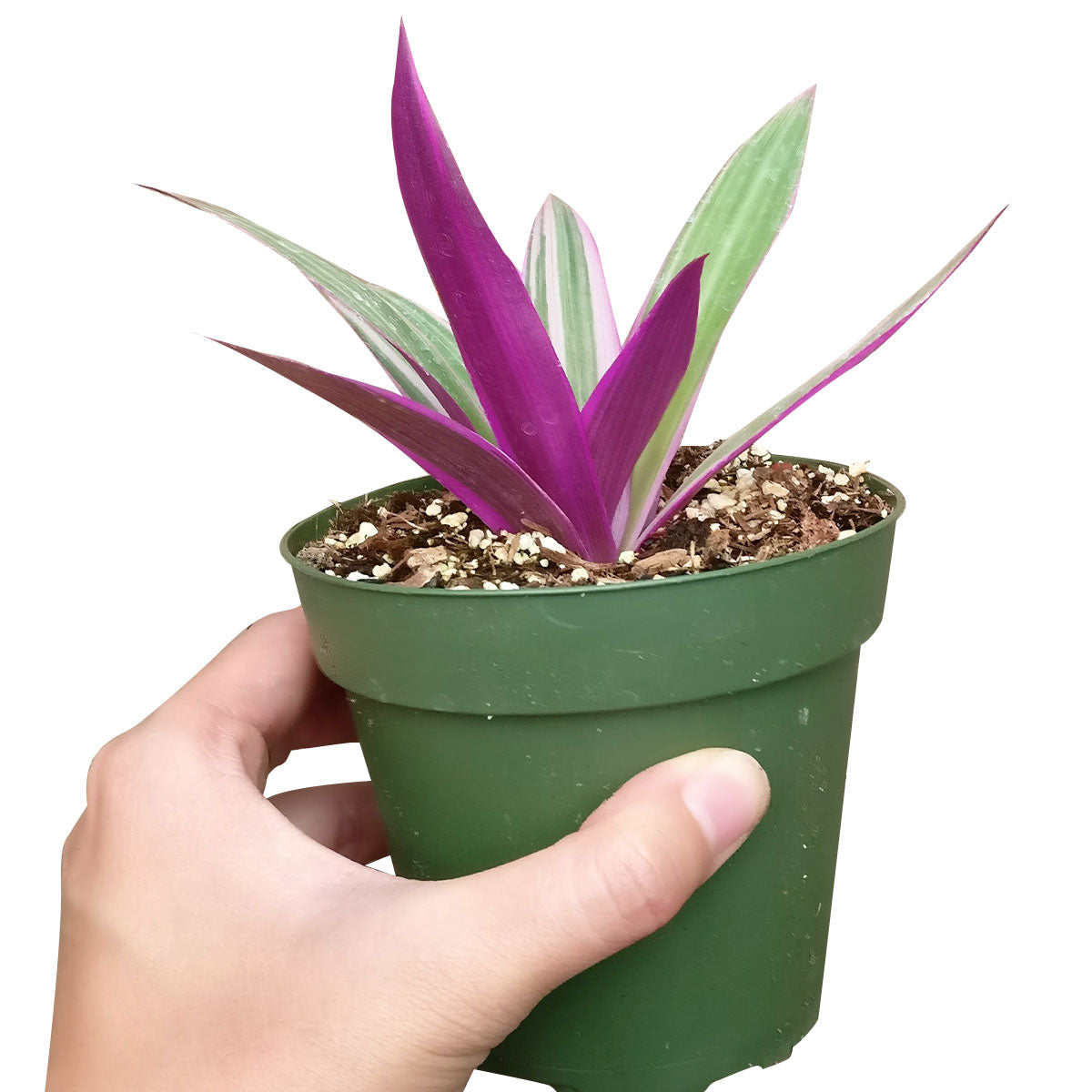 Rhoeo Tricolor Succulent, tradescantia spathacea, purple wandering jew, purple secret, purple heart spiderwort, purple succulent, growing succulent, purple plant, succulent care, cool garden ideas, how to grow succulents, succulents garden, tradescantia spathacea in California, How to grow tradescantia spathacea, rare succulents, rare succulents for sale, unique succulents, buy succulents online, rare succulent, unusual succulents, indoor succulents, wandering jew for sale, wandering jew, buy wandering jew