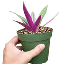 Rhoeo Tricolor Succulent, tradescantia spathacea, purple wandering jew, purple secret, purple heart spiderwort, purple succulent, growing succulent, purple plant, succulent care, cool garden ideas, how to grow succulents, succulents garden, tradescantia spathacea in California, How to grow tradescantia spathacea, rare succulents, rare succulents for sale, unique succulents, buy succulents online, rare succulent, unusual succulents, indoor succulents, wandering jew for sale, wandering jew, buy wandering jew