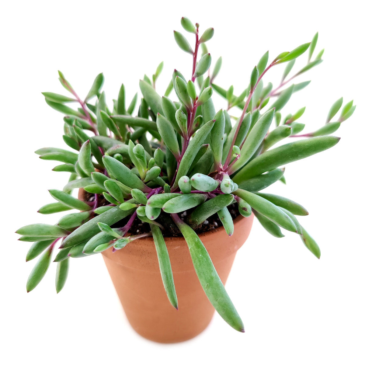 ruby necklace hanging plant Ruby Necklace Succulent 2 inch by Succulents Box