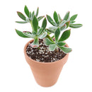 echeveria, echeveria succulent, echeveria types, succulent echeveria, buy succulents online, succulent shop, succulent store, echeveria plant, indoor succulents, echeveria succulent for sale