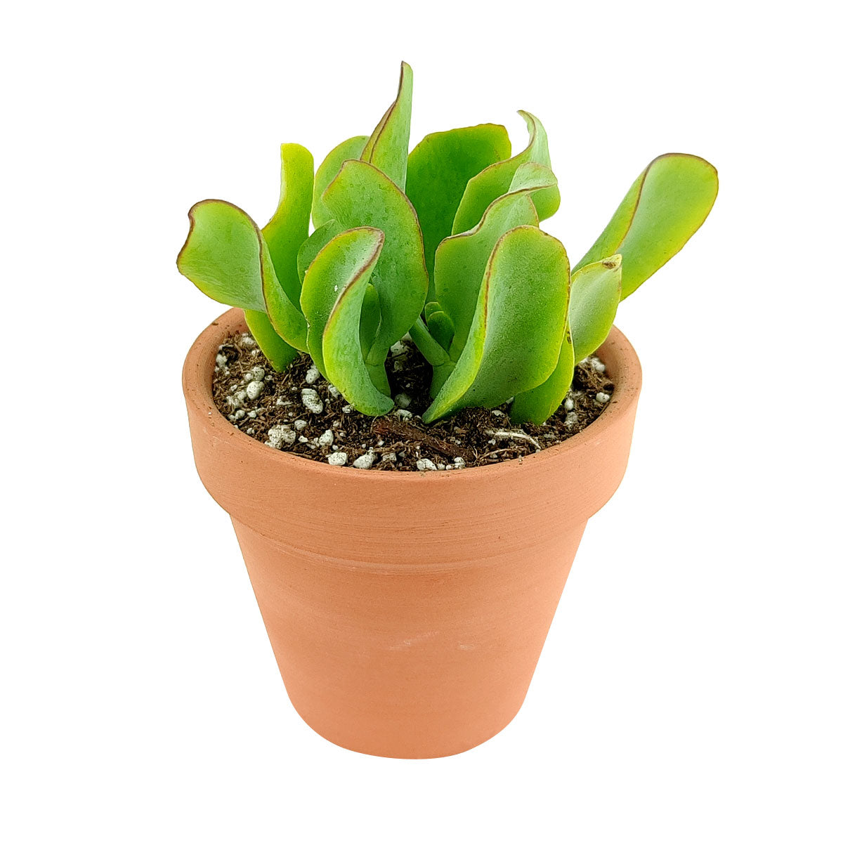 fuzzy jade succulent Ruffle Jade Crassula Ripple Jade Succulent