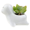 Sea Lion Pot for sale, Ceramic mini pot for succulents and flowers, Ceramic Sea Lion Flower Pot, Cute succulent planter, ideal gifts for mom