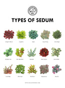 Types of Succulents Printable Art for sale, Printable Cactus Art, Succulents Digital Download, Succulents Home Office Decor, Succulents Gift Ideas, Modern Wall Art Decor, Succulents Printable Poster, printable art cacti download home decor, Types of Haworthia Succulents for sale