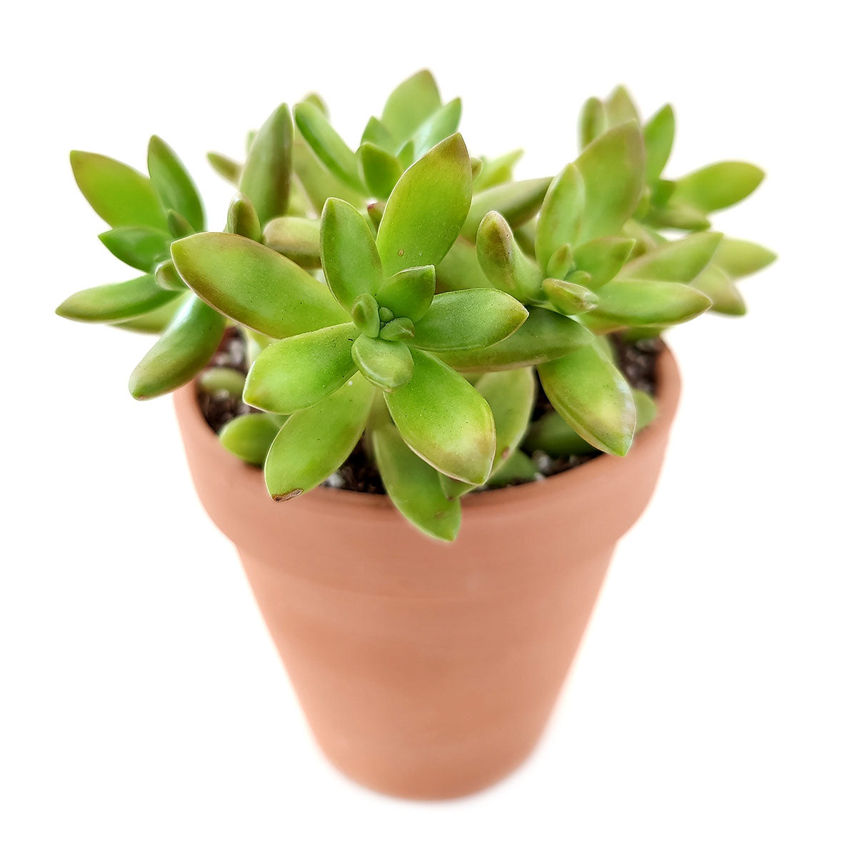 sedum fire storm, sedum adolphii, sedum firestorm, succulents garden, succulent plant, Succulents shop near me, succulent subscription, succulent care tips, succulent care guide, Succulents, succulent care, sedum fire storm in California, How to grow sedum fire storm