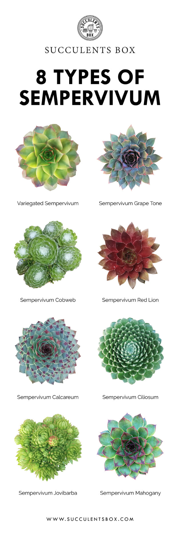 Types of succulents with pictures, Different types of succulents, Succulent Identification Chart, Succulent Types, Identifying Types of Succulents with pictures