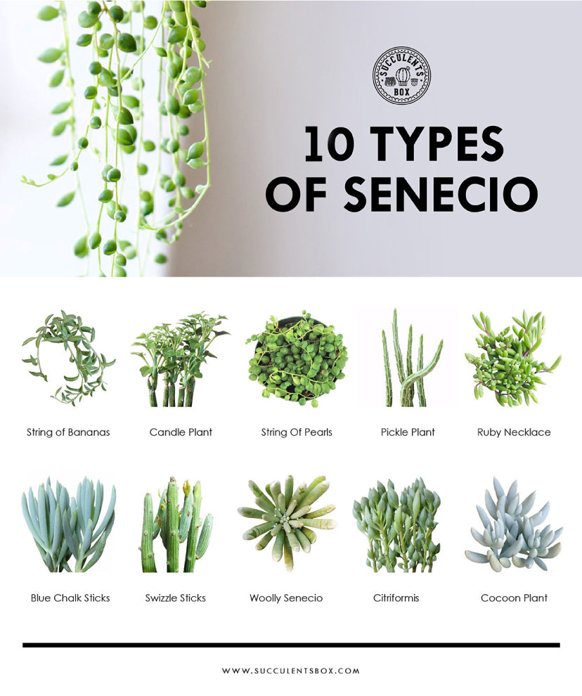 Types of Succulents Printable Art for sale, Printable Cactus Art, Succulents Digital Download, Succulents Home Office Decor, Succulents Gift Ideas, Modern Wall Art Decor, Succulents Printable Poster, printable art cacti download home decor, Types of Senecio Succulents for sale