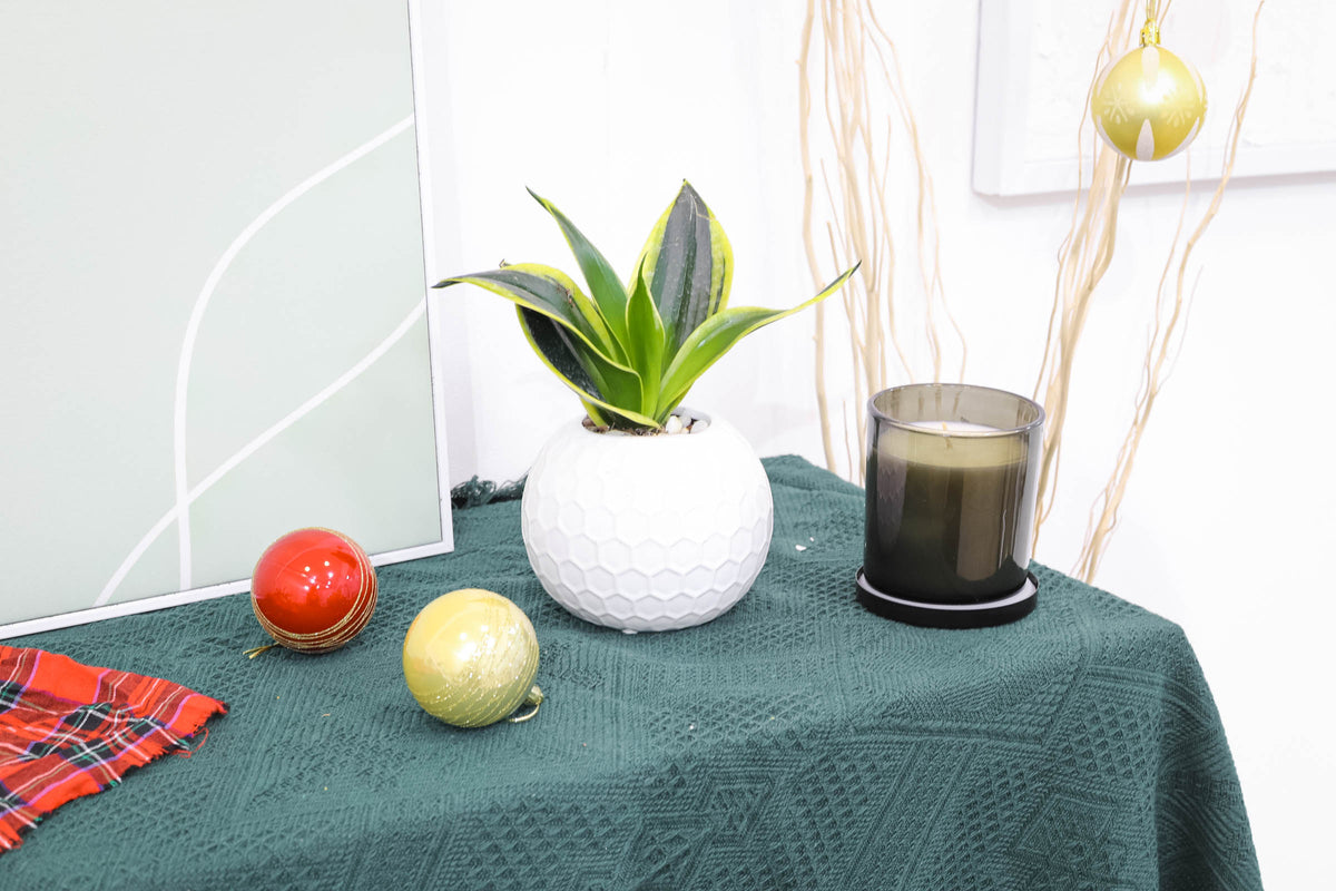 air-purifying plant for home and office, houseplants for low light rooms, Snake Plant Sansevieria Gold Flame