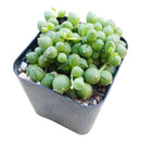 String of Pearls care guide, string of pearls for sale, indoor succulents, succulent plant, easy to care indoor plant, how to grow string of pearls, string of pearls in california