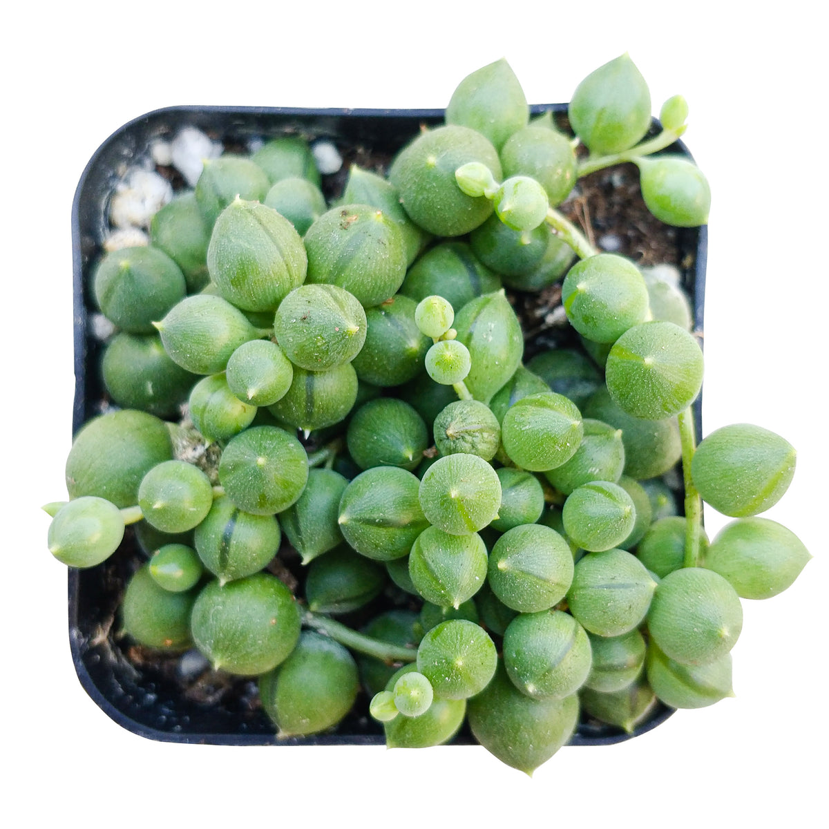 2 inch string of pearls in grower pot for sale, where to buy string of pearls plant, string of pearls near me, best indoor houseplant to grow