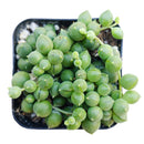String of Pearls care guide, string of pearls for sale, indoor succulents, succulent plant, easy to care indoor plant, how to grow string of pearls, string of pearls in california