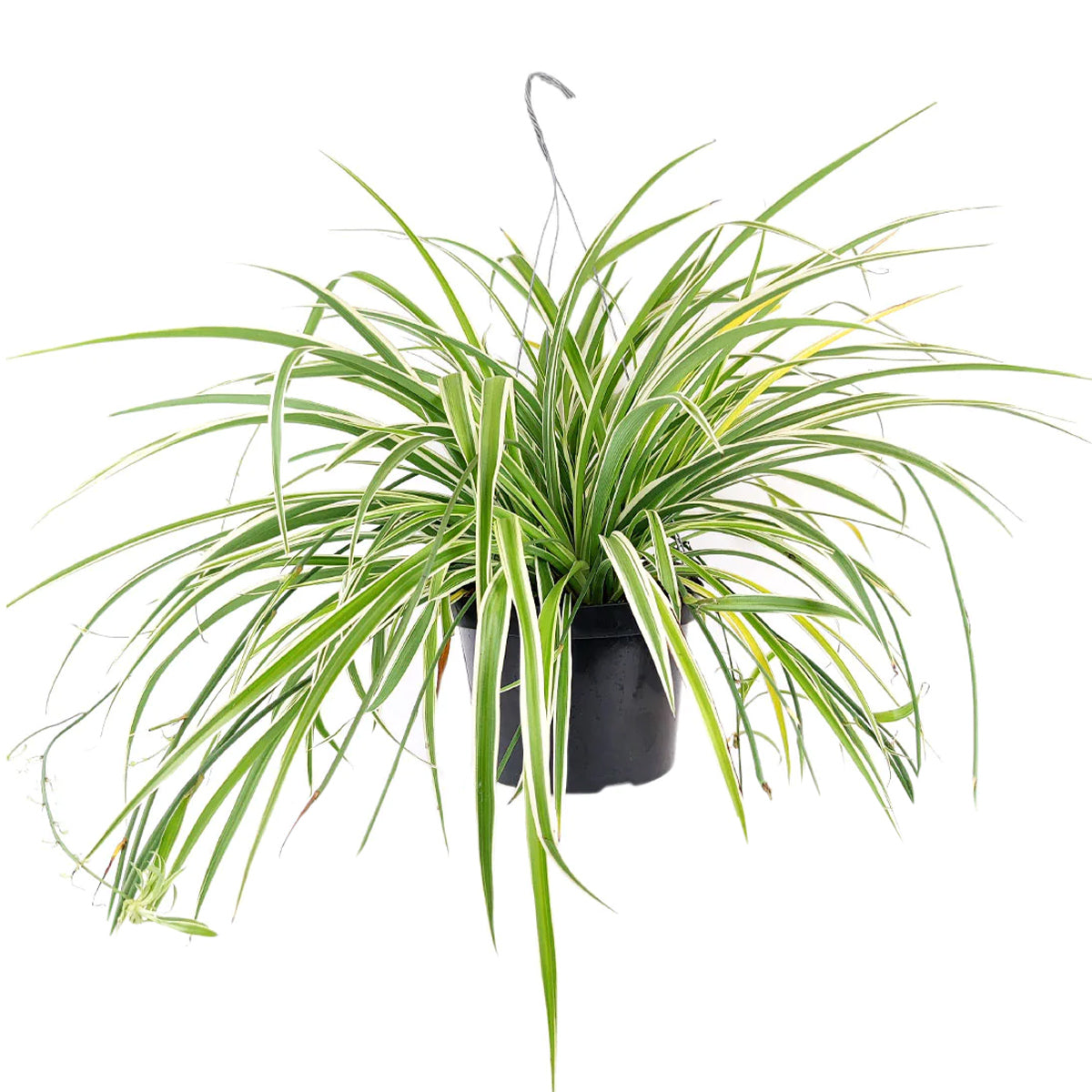 Spider Plant Chlorophytum comosum care, best houseplant for low light rooms, air-purifying houseplants, plant that can eliminate airborne toxins