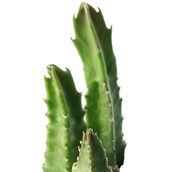 starfish succulent for sale Stapelia Gigantea Cactus