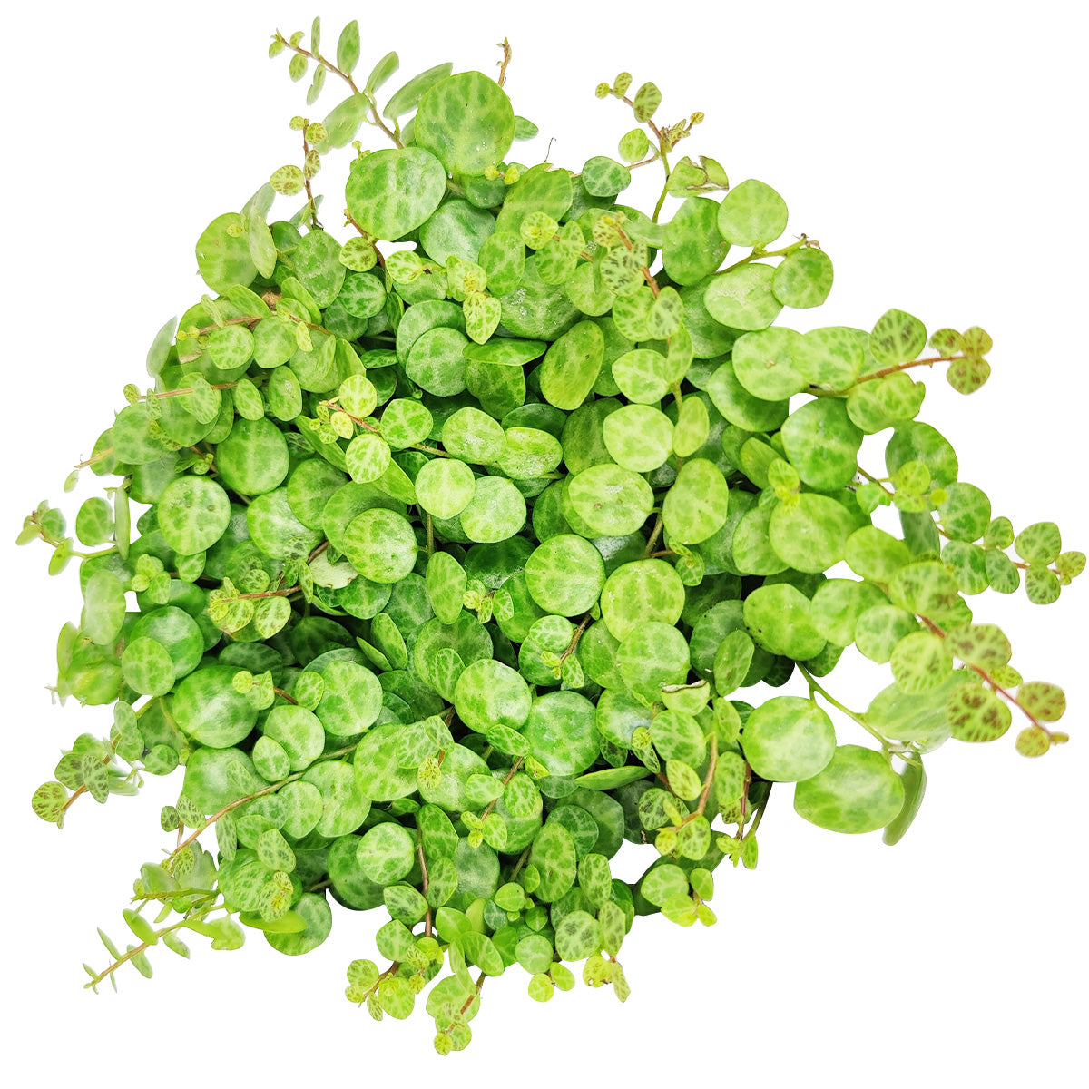 string of turtle succulent Peperomia String Of Turtles for Sale, Buy Hanging Succulent Plant Online