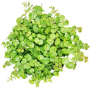 4 inch String of turtles plant in terracotta pot for sale, Buy trailing houseplant for home office decor