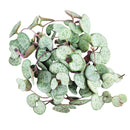 String of Hearts Silver Glory, Ceropegia, String of Things, Ceropegia woodii family, Ceropegia String of Heart care, Ceropegia plants near me, Ceropegia woodii String of Hearts Silver Glory, Ceropegia woodii, String of Hearts, houseplants for sale, best indoor plants, types of houseplants, low light houseplants, easy to grow houseplants, Ceropegia Hearts, how to care for string of String of Hearts, how to care for ceropegia woodii