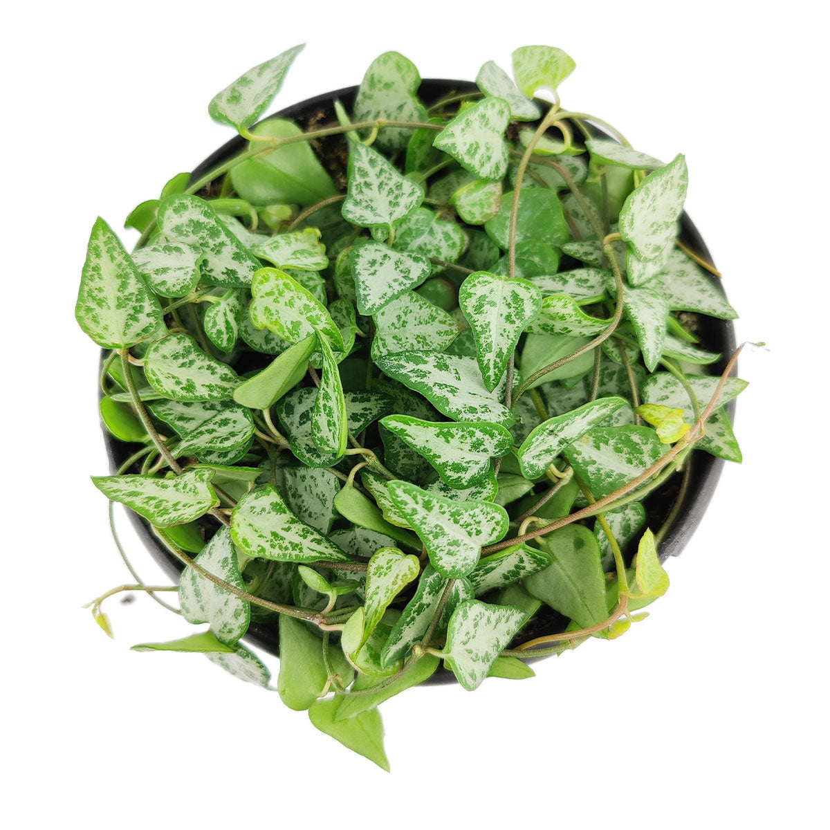 best online nursery california
, Ceropegia woodii String of Arrows, Ceropegia woodii, String of Arrows, String of Spades, String of Hearts, Ceropegia, String of Things, Ceropegia woodii family, Ceropegia String of Arrows Ceropegia plants near me, Ceropegia Heartless, how to care for string of spades, how to care for ceropegia woodii, string of spades for sale, string of arrows for sale, houseplants for sale, best indoor plants, types of houseplants, low light houseplants, easy to grow houseplants