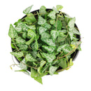 how to care for string of spades, how to care for ceropegia woodii, string of spades for sale, string of arrows for sale, houseplants for sale, best indoor plants, types of houseplants, low light houseplants, easy to grow houseplants