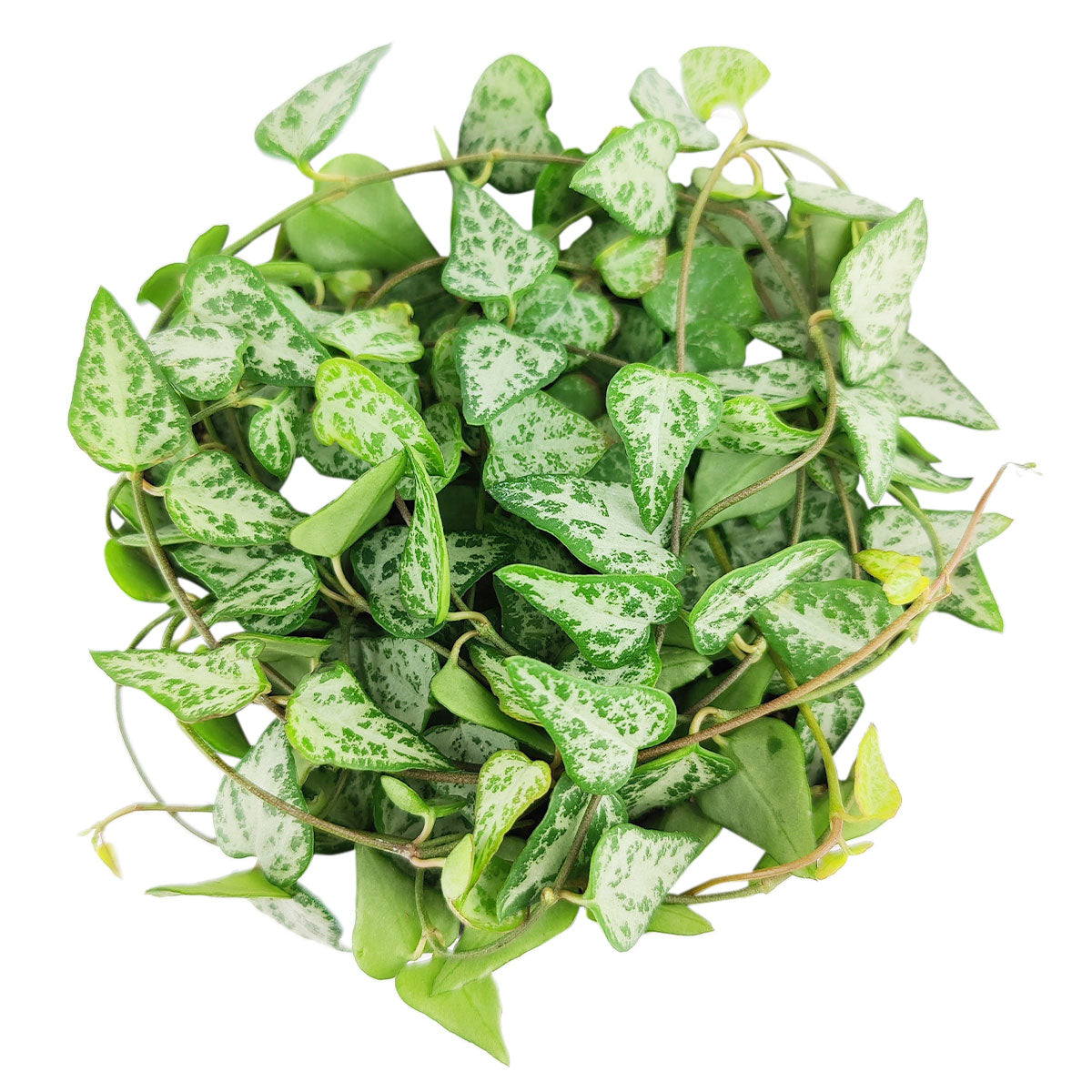 Ceropegia woodii String of Arrows, Ceropegia woodii, String of Arrows, String of Spades, String of Hearts, Ceropegia, String of Things, Ceropegia woodii family, Ceropegia String of Arrows Ceropegia plants near me, Ceropegia Heartless, how to care for string of spades, how to care for ceropegia woodii, string of spades for sale, string of arrows for sale, houseplants for sale, best indoor plants, types of houseplants, low light houseplants, easy to grow houseplants