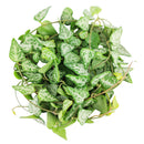 how to care for string of spades, how to care for ceropegia woodii, string of spades for sale, string of arrows for sale, houseplants for sale, best indoor plants, types of houseplants, low light houseplants, easy to grow houseplants