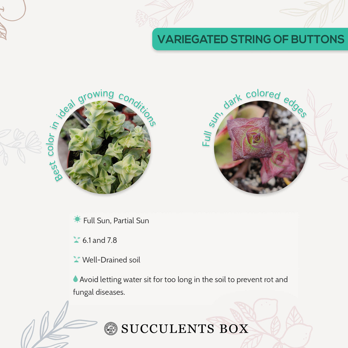 How to care for Variegated String of Buttons Succulent, How to make your succulent purple, How to change succulent color, How to make Variegated String of Buttons turn red, Succulent turning red, How to make succulents change color, How to grow colorful succulents, crassula, crassula plant, crassula succulent, crassula types, crassula varieties, types of crassula, crassula species, crassulas, succulent crassula