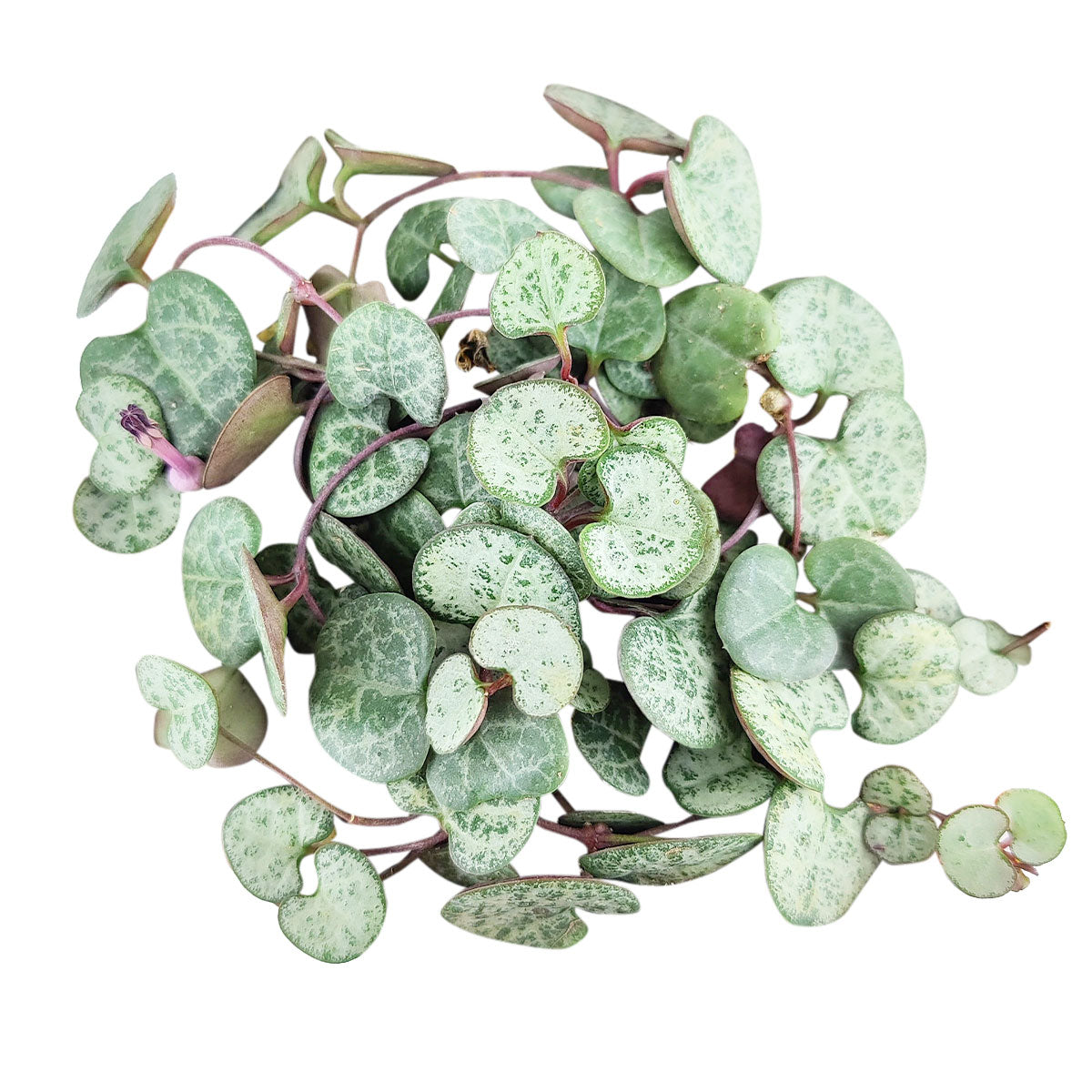 silver heart plant indoors SILVER GLORY String of Hearts