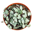 String of Hearts Silver Glory, Ceropegia, String of Things, Ceropegia woodii family, Ceropegia String of Heart care, Ceropegia plants near me, Ceropegia woodii String of Hearts Silver Glory, Ceropegia woodii, String of Hearts, houseplants for sale, best indoor plants, types of houseplants, low light houseplants, easy to grow houseplants, Ceropegia Hearts, how to care for string of String of Hearts, how to care for ceropegia woodii