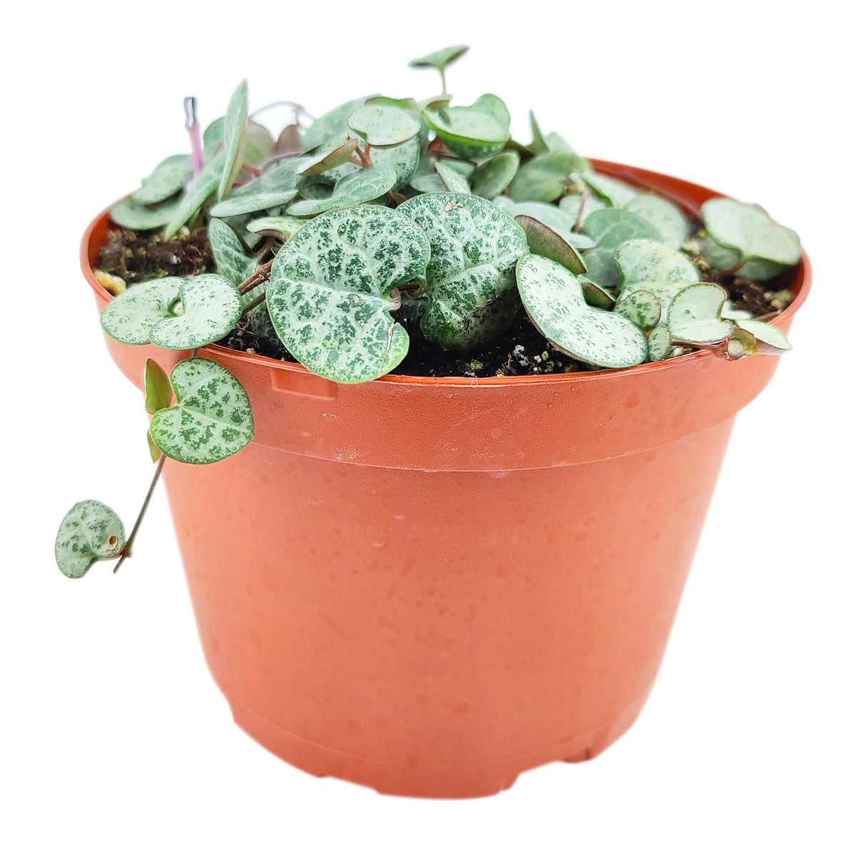 silver heart plant indoors SILVER GLORY String of Hearts
