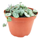 String of Hearts Silver Glory, Ceropegia, String of Things, Ceropegia woodii family, Ceropegia String of Heart care, Ceropegia plants near me, Ceropegia woodii String of Hearts Silver Glory, Ceropegia woodii, String of Hearts, houseplants for sale, best indoor plants, types of houseplants, low light houseplants, easy to grow houseplants, Ceropegia Hearts, how to care for string of String of Hearts, how to care for ceropegia woodii