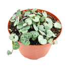 String of Hearts Silver Glory, Ceropegia, String of Things, Ceropegia woodii family, Ceropegia String of Heart care, Ceropegia plants near me, Ceropegia woodii String of Hearts Silver Glory, Ceropegia woodii, String of Hearts, houseplants for sale, best indoor plants, types of houseplants, low light houseplants, easy to grow houseplants, Ceropegia Hearts, how to care for string of String of Hearts, how to care for ceropegia woodii