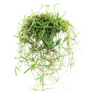 Ceropegia plants near me, Ceropegia care guide, how to care for string of needles, how to care for ceropegia linearis, string of needles for sale, semi-succulents, houseplants for sale, houseplants for hanging baskets, best indoor plants