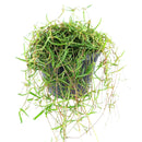 Ceropegia plants near me, Ceropegia care guide, how to care for string of needles, how to care for ceropegia linearis, string of needles for sale, semi-succulents, houseplants for sale, houseplants for hanging baskets, best indoor plants