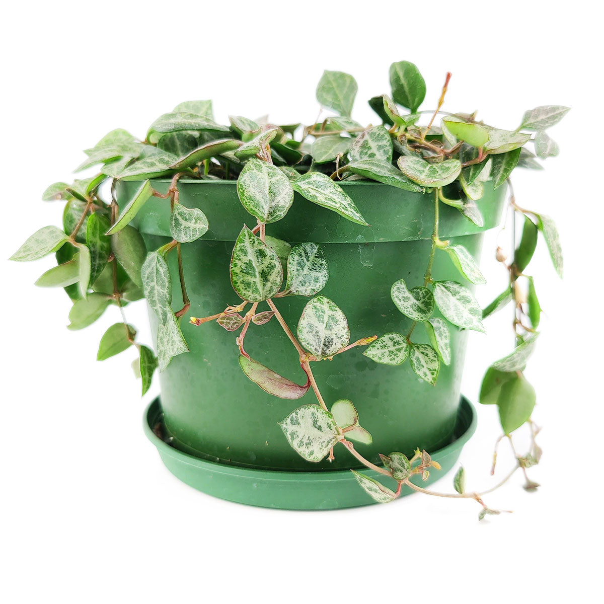 succulent with spade shaped leaves Rare Ceropegia Woodii String of Spades | Best Houseplant | Houseplant Decor