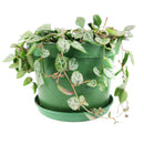 Ceropegia plants near me, Ceropegia Heartless, how to care for string of spades, how to care for ceropegia woodii, string of spades for sale, string of arrows for sale, houseplants for sale, best indoor plants, types of houseplants, low light houseplants, easy to grow houseplants