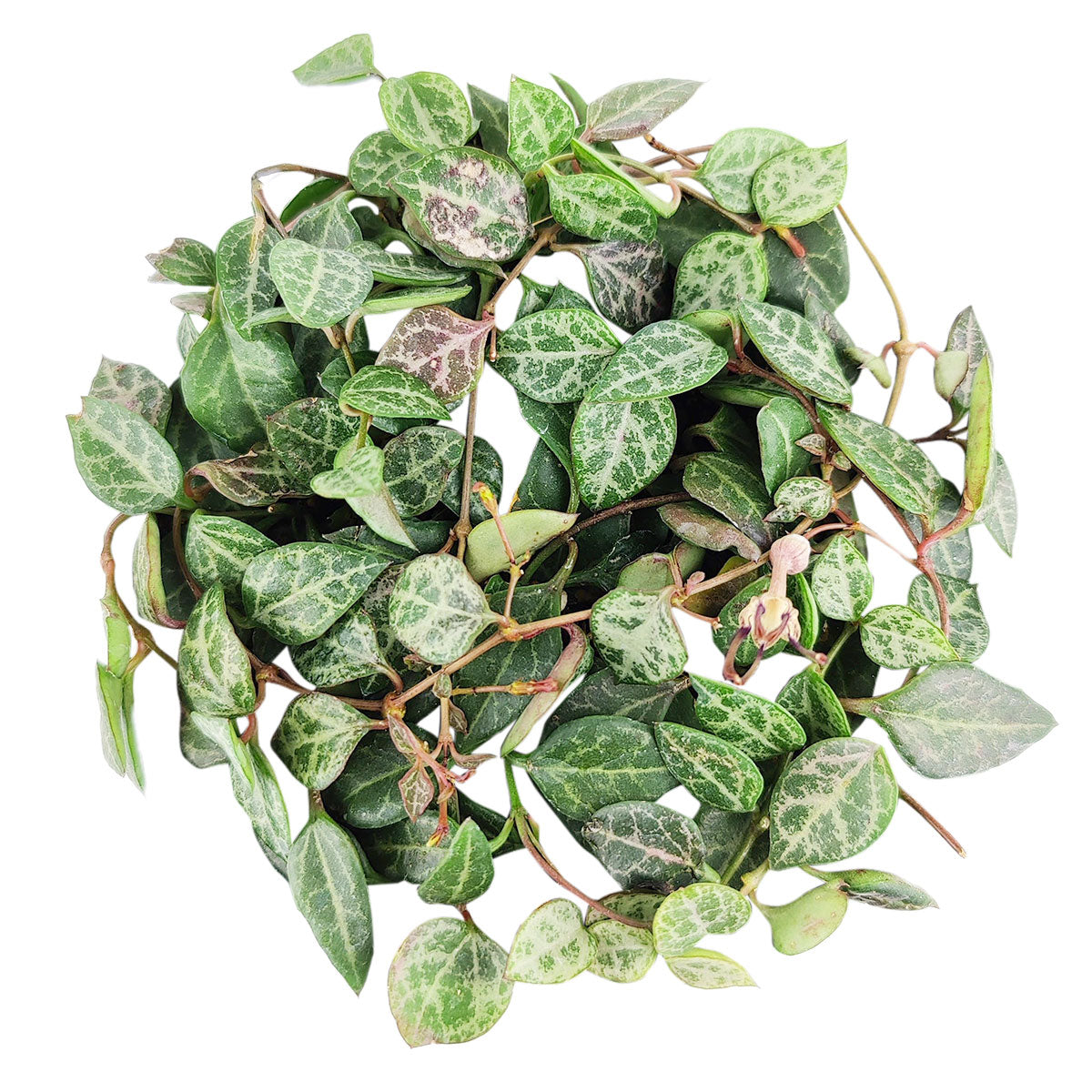 Ceropegia woodii String of Spades, Ceropegia woodii, String of Spades, String of Arrows, String of Hearts, Ceropegia, String of Things, Ceropegia woodii family, Ceropegia String of spades, Ceropegia plants near me, Ceropegia Heartless, how to care for string of spades, how to care for ceropegia woodii, string of spades for sale, string of arrows for sale, houseplants for sale, best indoor plants, types of houseplants, low light houseplants, easy to grow houseplants