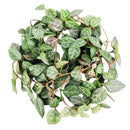 Ceropegia plants near me, Ceropegia Heartless, how to care for string of spades, how to care for ceropegia woodii, string of spades for sale, string of arrows for sale, houseplants for sale, best indoor plants, types of houseplants, low light houseplants, easy to grow houseplants