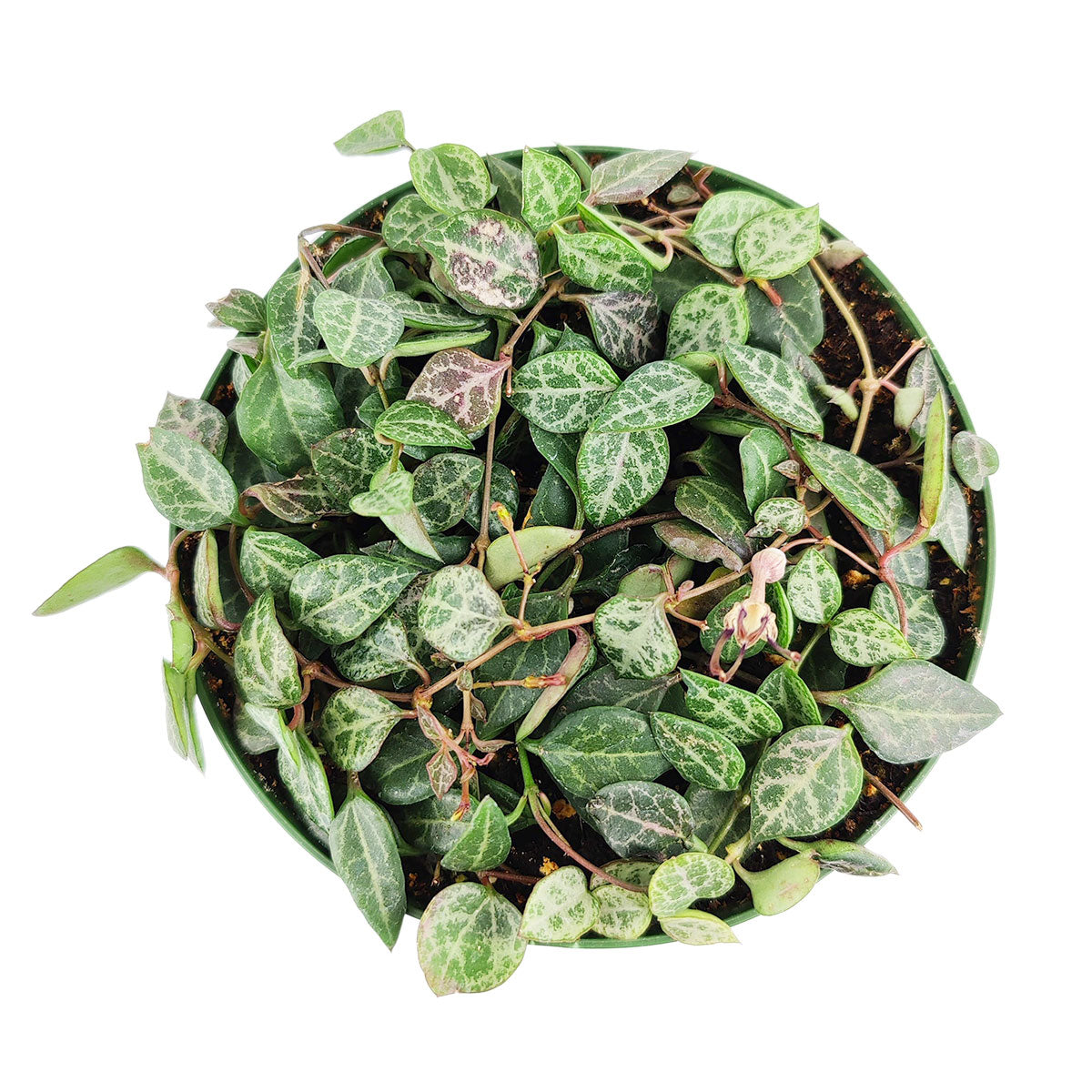 Ceropegia woodii String of Spades, Ceropegia woodii, String of Spades, String of Arrows, String of Hearts, Ceropegia, String of Things, Ceropegia woodii family, Ceropegia String of spades, Ceropegia plants near me, Ceropegia Heartless, how to care for string of spades, how to care for ceropegia woodii, string of spades for sale, string of arrows for sale, houseplants for sale, best indoor plants, types of houseplants, low light houseplants, easy to grow houseplants