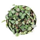 Ceropegia plants near me, Ceropegia Heartless, how to care for string of spades, how to care for ceropegia woodii, string of spades for sale, string of arrows for sale, houseplants for sale, best indoor plants, types of houseplants, low light houseplants, easy to grow houseplants