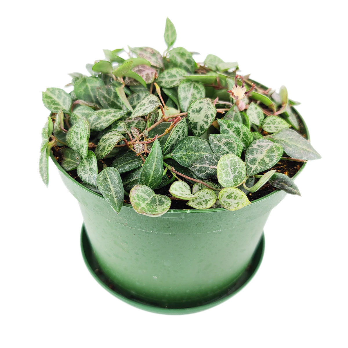succulent with spade shaped leaves Rare Ceropegia Woodii String of Spades | Best Houseplant | Houseplant Decor