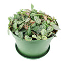 Ceropegia plants near me, Ceropegia Heartless, how to care for string of spades, how to care for ceropegia woodii, string of spades for sale, string of arrows for sale, houseplants for sale, best indoor plants, types of houseplants, low light houseplants, easy to grow houseplants