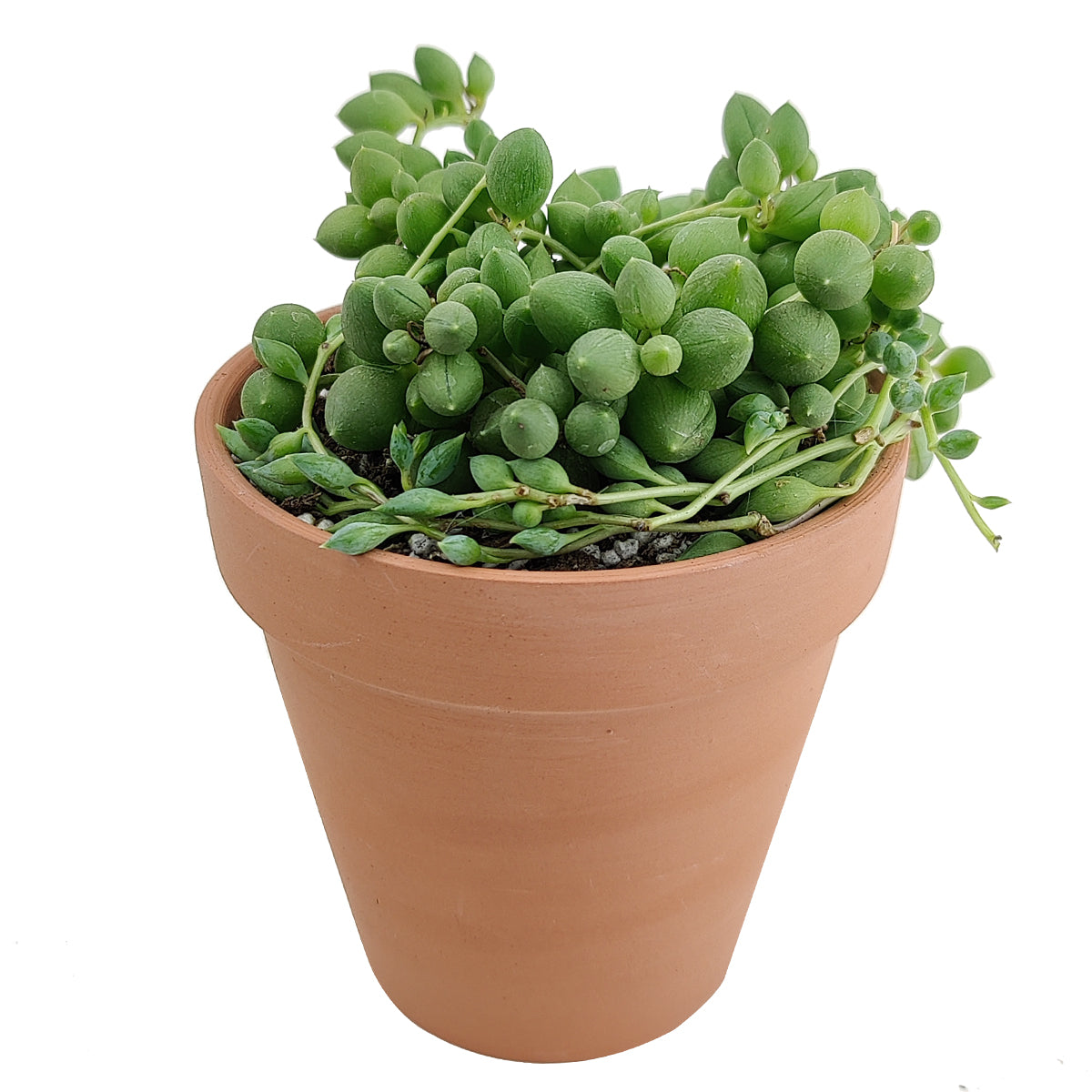 weeping succulent plant String of Tears Senecio Herreianus 2 inch by Succulents Box