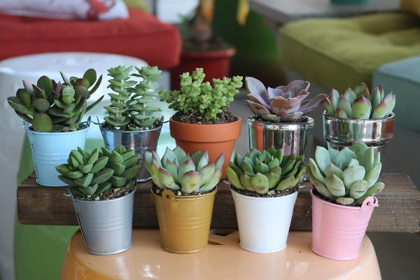 succulents in metal pots 2.5" White Tin Pail for Small Plants, Vintage Metal Bucket for Home Decoration