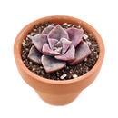  succulent nursery, succulent box, rare succulents, rare succulents for sale, unique succulents, buy succulents online, rare succulent, succulent shop, unusual succulents, succulent store, succulents online