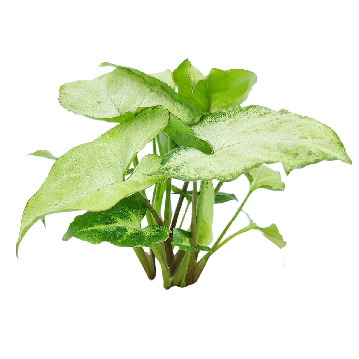 syngonium white butterfly, green and white syngonium, butterfly syngonium care, syngonium &#39;white butterfly&#39;, syngonium white arrow, white butterfly syngonium arrowhead, syngonium green and white, white butterfly syngonium plant, how to care for syngonium white butterfly, houseplant, houseplants, houseplants for sale, best indoor plants, types of houseplants, low light houseplants, easy to grow houseplants, buy houseplants online, houseplants near me