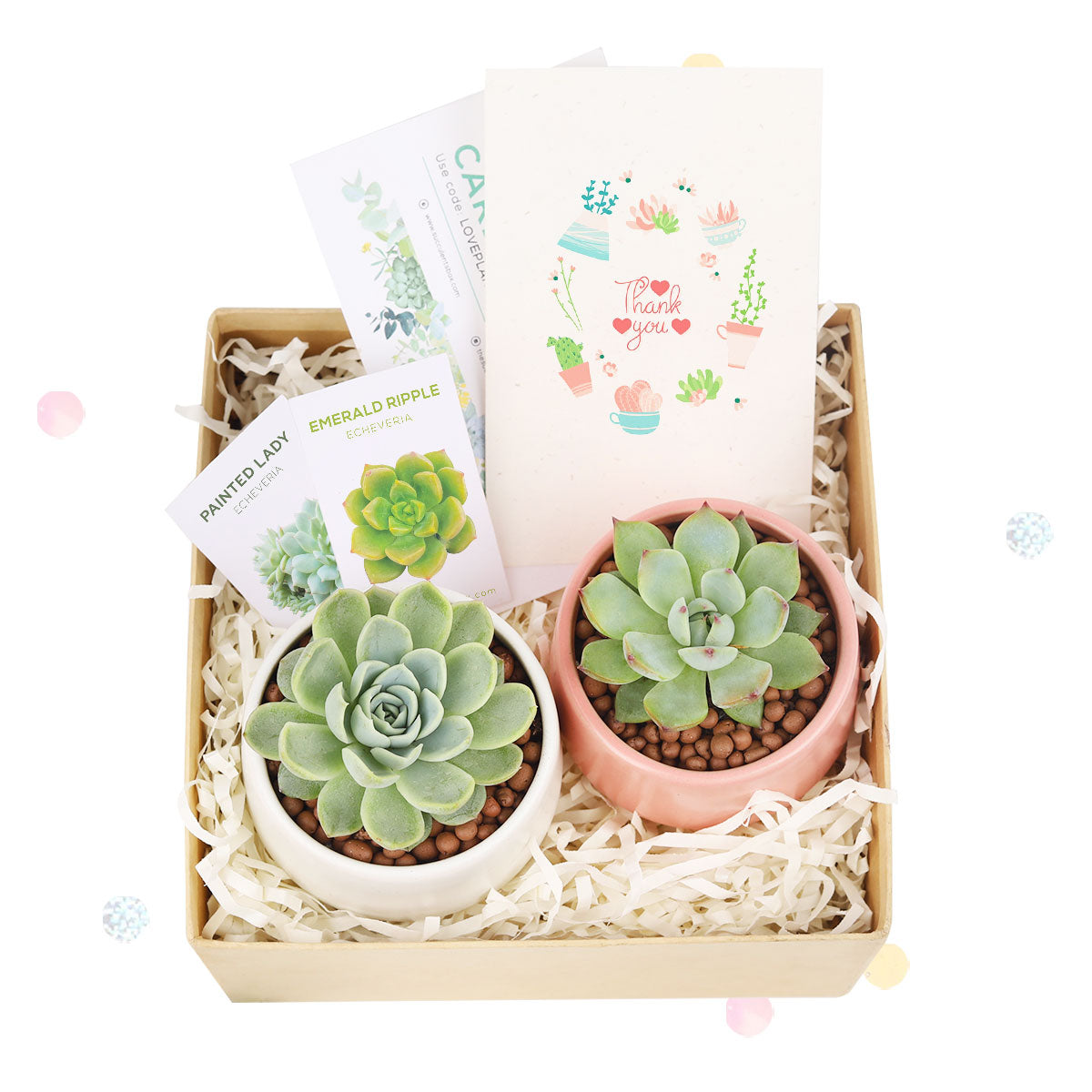 EcoFriendly Succulent Gift Box for Employee, Corporate Gift Succulents For Sale Online, Succulent Thank You Gift Ideas, Thank you gift for your staff in 2022, Customizable Gift Boxes for employees and clients, Office gift for employees, Employee appreciation day 2022 ideas, Succulent Plants for Clients & Employees for sale