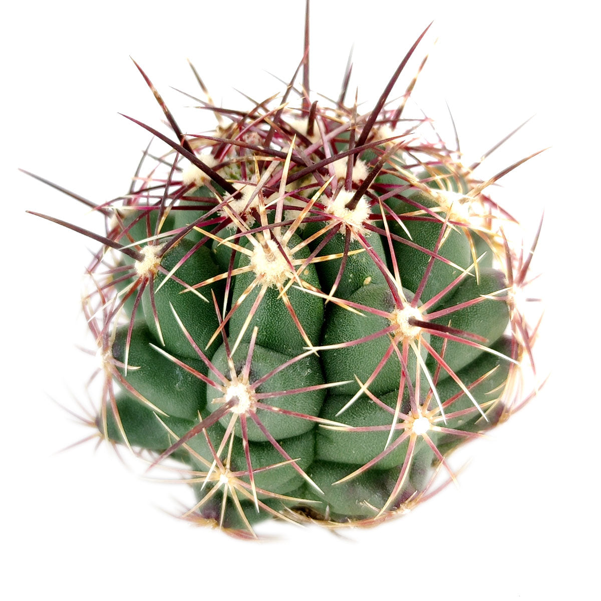 Thelocactus Bicolor Cactus for sale, how to grow succulents, succulents garden, Succulents shop near me, Rare cactus, succulent care tips, succulent care, Succulents, succulents store in CA, Thelocactus Bicolor Cactus in California, How to grow Thelocactus Bicolor Cactus, Cactus for thanksgiving, How to care cactus succulent, cactus, cactus succulent, succulent cactus, succulent subscription, cacti, cactus and succulents, succulents box, succulent shop, buy succulents online
