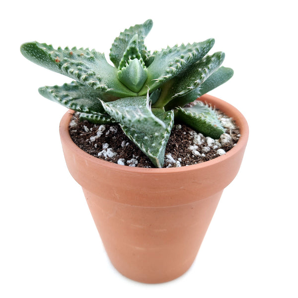 Tiger's Jaw Crassula (Faucaria tigrina): Unique Succulent Plant for Sale