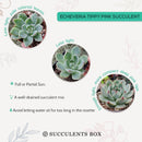 Pink Succulent, Echeveria for thanksgiving, How to care echeveria succulents for thanksgiving, echeveria, echeveria succulent, echeveria types, succulent echeveria, buy succulents online, succulent shop, succulent store, echeveria plant, indoor succulents, colorful succulent for sale