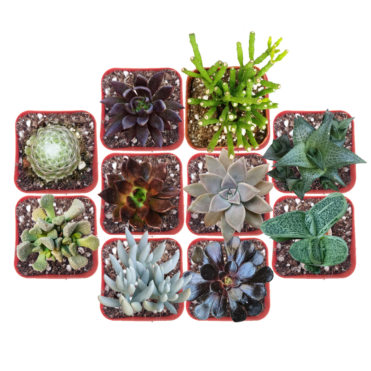 Unusual Succulents for Halloween, Spooky Succulents for Halloween arrangements &amp; décor, DIY Halloween decor, Buy Succulent Halloween Pack Online
