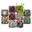 Pack of 2/4/6/8/10 cute spooky succulents for sale, Perfect Halloween Succulents for Gift Decor Ideas 2025, Halloween Plant Gifts, Succulent Trick-or-Treat 